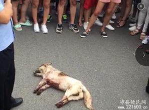 虐狗视频完整版,虐狗视频完整版背后的残酷真相