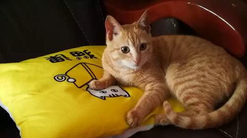 张猫的视频,趣味横生的日常生活瞬间