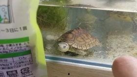 水龟视频,探索水下世界的奇妙之旅