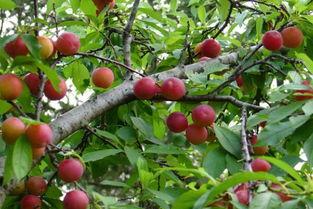 李子树怎么剪枝视频